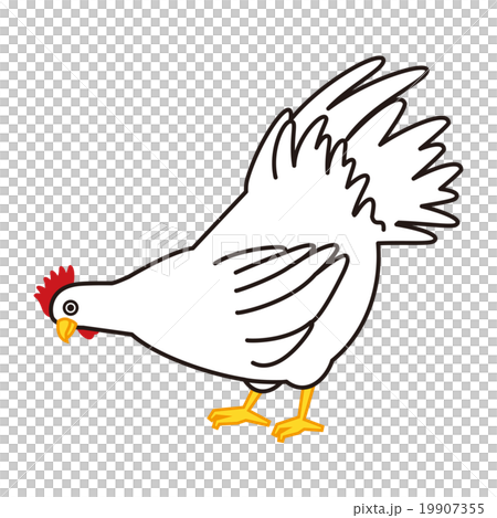 にわとりのイラスト素材 [19907355] - PIXTA