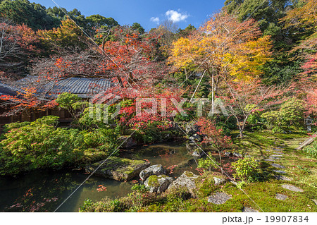 実相院庭園 19907834