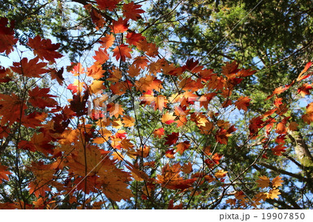 上高地の紅葉するモミジ 上高地の紅葉するモミジ 19907850