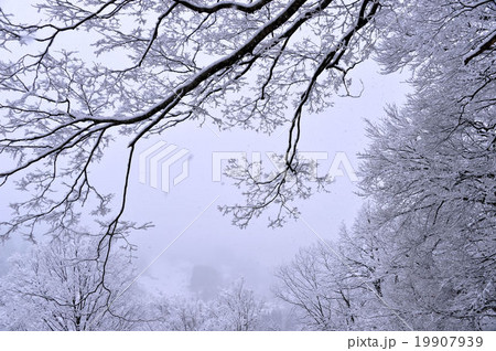 雪景色 19907939