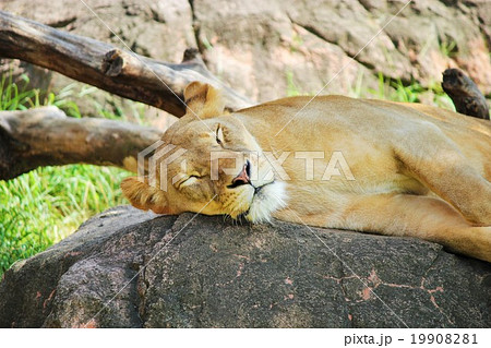 ライオン ライオン 19908281