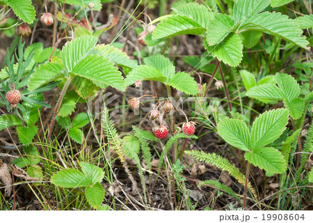 Wild strawberry 19908604