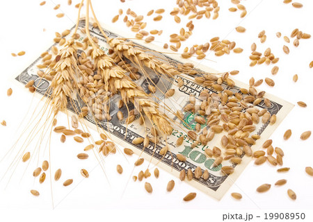 Wheat ears and money 19908950
