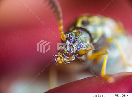 アズキゾウムシ アズキゾウムシ 19909063