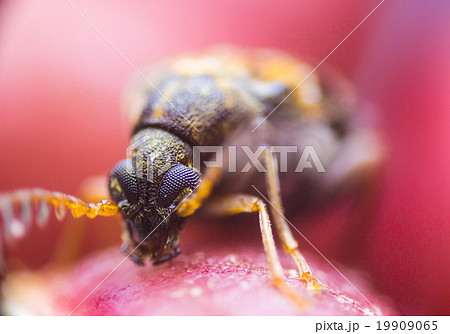 アズキゾウムシ アズキゾウムシ 19909065