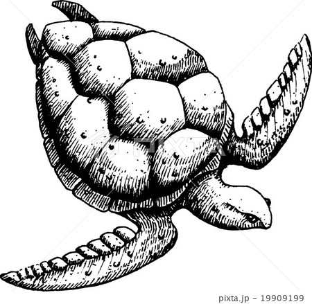 Sea turtle 19909199
