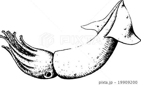 Squid Squid 19909200