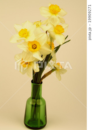 Yellow Daffodils Bunch Yellow Daffodils Bunch 19909271
