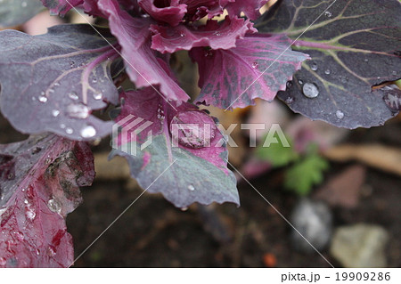 葉牡丹の上の露 葉牡丹の上の露 19909286