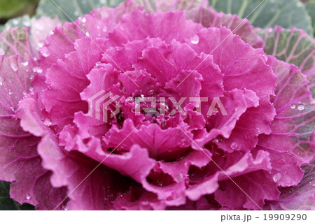 赤紫色の葉牡丹 19909290
