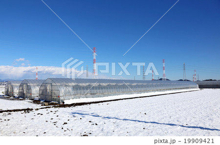 ビニールハウスと雪と高圧電線 19909421