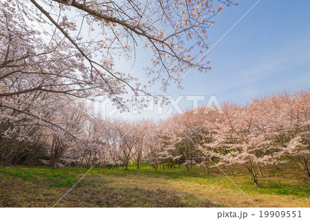 桜の咲く公園 19909551