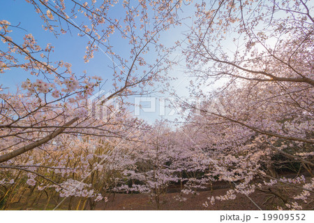 桜の咲く公園 19909552