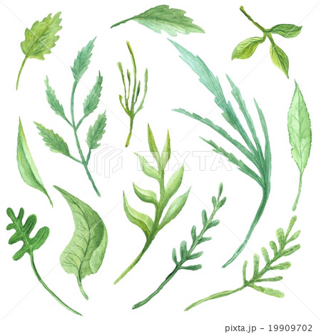 Watercolor Leaves Set 19909702