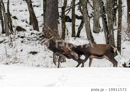 red deers fighting on snow background 19911572