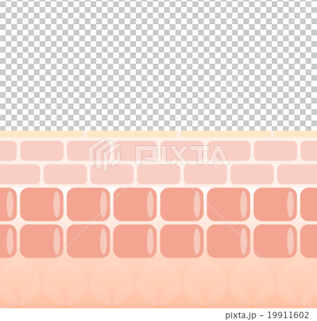 皮膚剖面圖 19911602