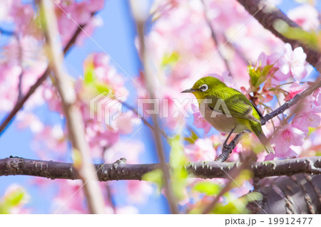 鳥　メジロ　河津桜　桜　早咲きの桜　伊豆　静岡　さくら　サクラ　画像素材　コピースペース 19912477