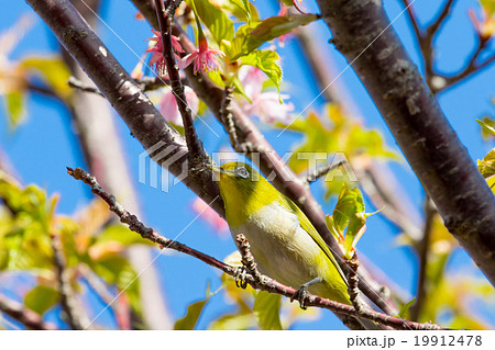 鳥 メジロ 河津桜 桜 早咲きの桜 伊豆 静岡 さくら サクラ 画像素材 コピースペース 鳥 メジロ 河津桜 桜 早咲きの桜 伊豆 静岡 さくら サクラ 画像素材 コピースペース 19912478