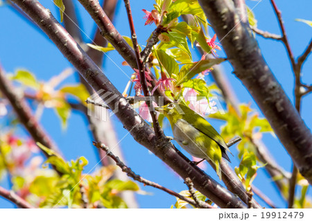 鳥 メジロ 河津桜 桜 早咲きの桜 伊豆 静岡 さくら サクラ 画像素材 コピースペース 鳥 メジロ 河津桜 桜 早咲きの桜 伊豆 静岡 さくら サクラ 画像素材 コピースペース 19912479