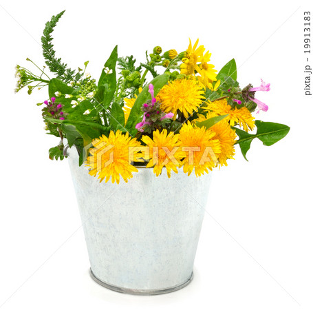 Beautiful wildflowers, chamomiles, milfoil Beautiful wildflowers, chamomiles, milfoil 19913183