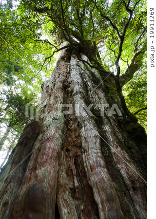 屋久島の紀元杉 19913269