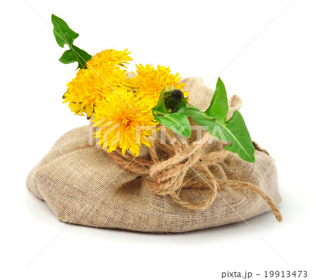 wildflowers, dandelions, milfoil in sacking 19913473
