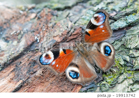 european peacock 19913742