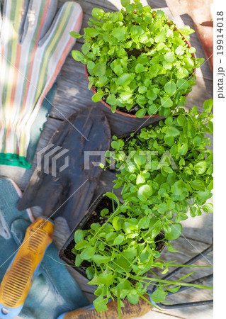 Gardening tools and seedling on garden table 19914018