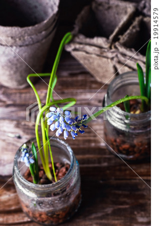 Blooming Muscari coeruleum Blooming Muscari coeruleum 19914579