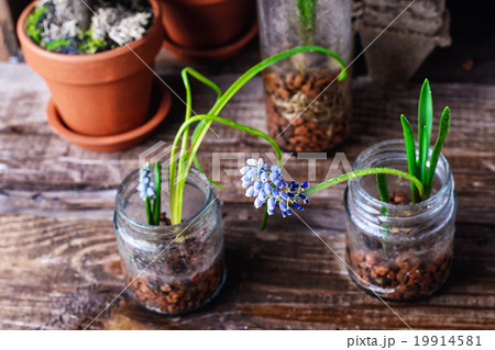 Blooming Muscari coeruleum Blooming Muscari coeruleum 19914581