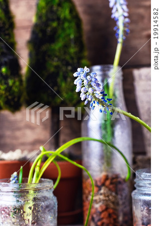 Blooming Muscari coeruleum Blooming Muscari coeruleum 19914582