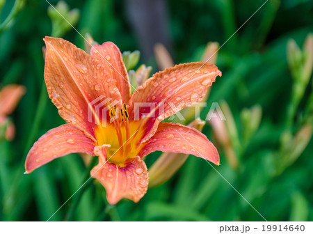 Flower in the garden Flower in the garden 19914640