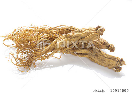 高麗人参 高麗人参 19914696