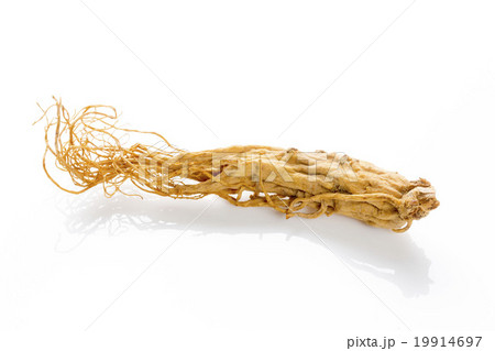 高麗人参 高麗人参 19914697