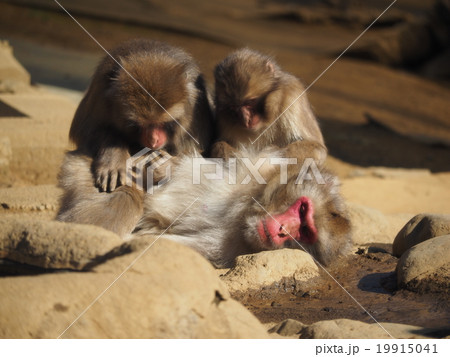 高尾山・さる園の2匹が毛づくろいをするニホンザル 高尾山・さる園の2匹が毛づくろいをするニホンザル 19915041