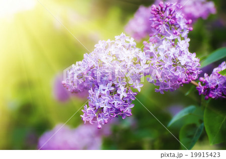 Branch of lilac flowers Branch of lilac flowers 19915423