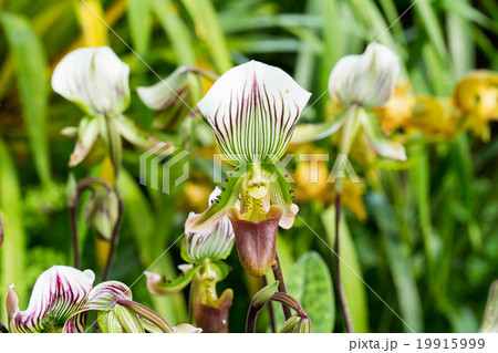 Paphiopedilum or Lady's Slipper orchid flower. Paphiopedilum or Lady's Slipper orchid flower. 19915999