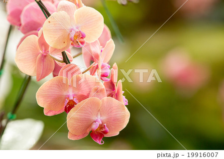 Orchid phalaenopsis beautifiul flowers Orchid phalaenopsis beautifiul flowers 19916007