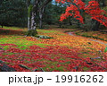 散り紅葉 19916262