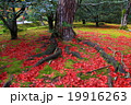 散り紅葉 19916263