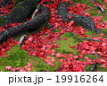 散り紅葉 19916264