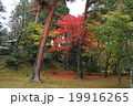紅葉 19916265