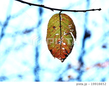 夜須高原の秋 19916652