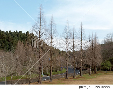 夜須高原の秋 夜須高原の秋 19916999