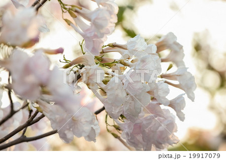 Pink Tecoma Pink Tecoma 19917079