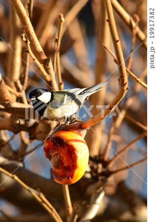 シジュウカラ 19917382