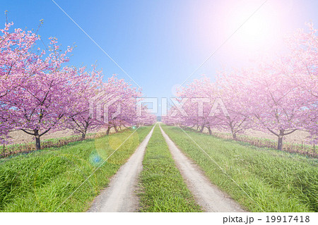 桜並木と道 桜並木と道 19917418