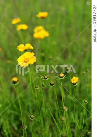 コスモス 3 コスモス 3 19917707