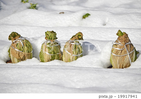 雪の中の白菜 19917941