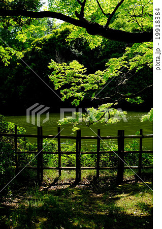 高岡古城公園 6 高岡古城公園 6 19918384